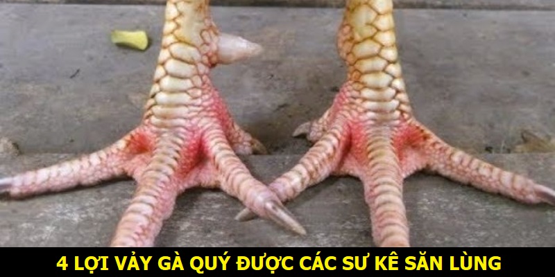 4+ loại vảy gà quý được các sư kê săn lùng