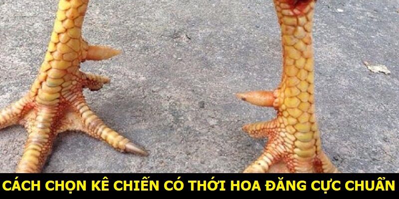 Cách chọn kê chiến có thới hoa đăng cực chuẩn