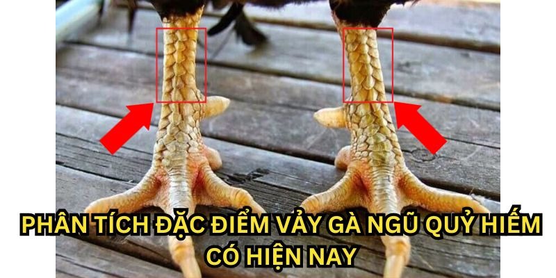 Vảy ngũ quỷ và đặc điểm về hình dáng