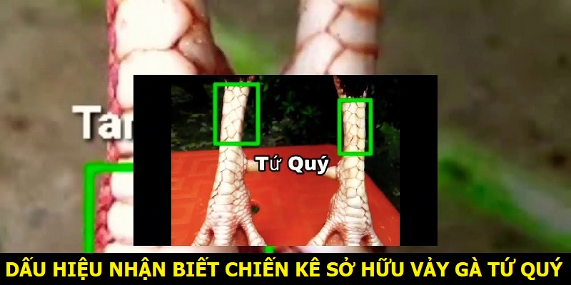 Dấu hiệu nhận biết chiến kê sở hữu vảy tứ quý