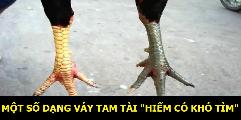 Một số dạng vảy Tam Tài “hiếm có khó tìm