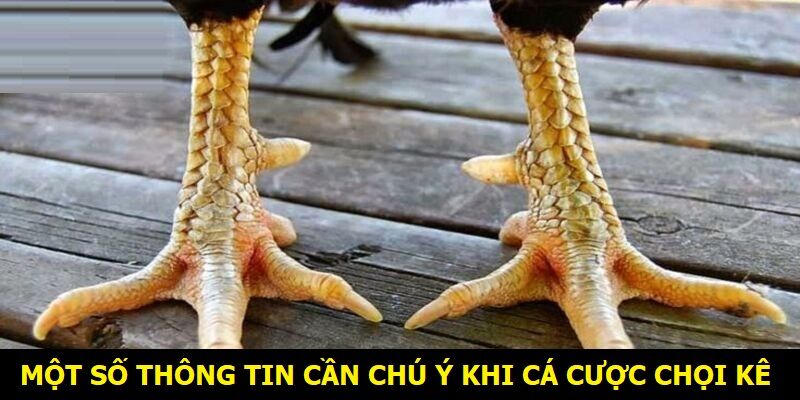 Một số thông tin cần chú ý khi cá cược chọi kê