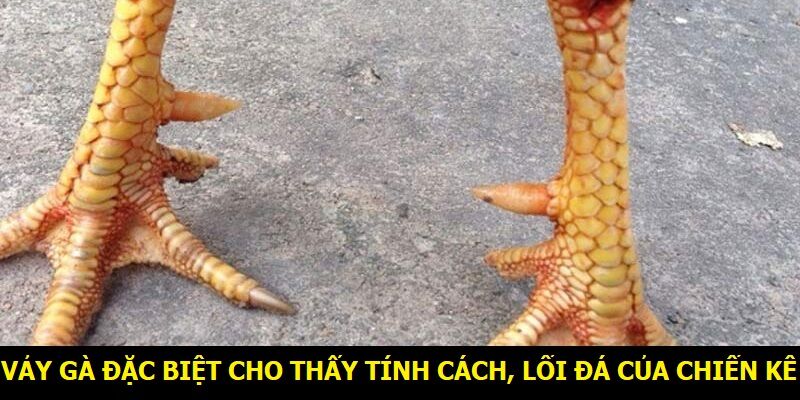 Vảy gà đặc biệt cho thấy tính cách, lối đá của chiến kê