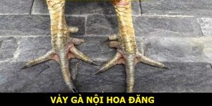 vảy gà nội hoa đăng