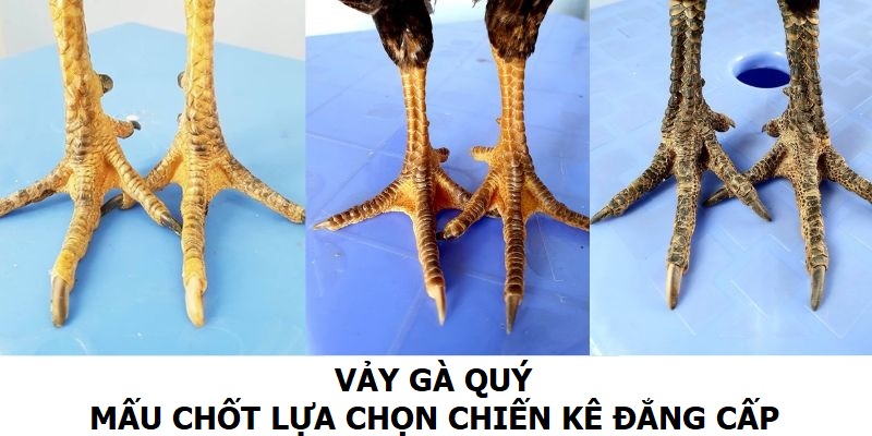 vảy gà quý