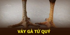 vảy gà tứ quý