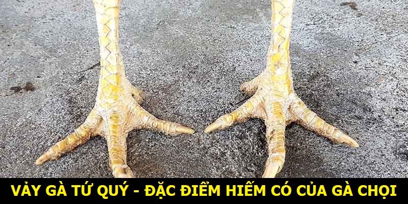 Vảy gà tứ quý - Đặc điểm hiếm có của gà chọi