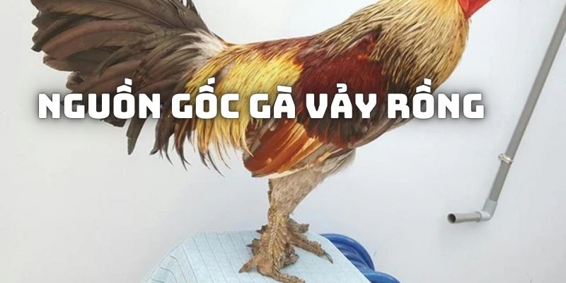 Gà vảy rồng có nguồn gốc từ các tỉnh miền núi phía Bắc - Việt Nam