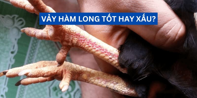 Vảy gà hàm long - Giống gà chiến với sức mạnh to lớn