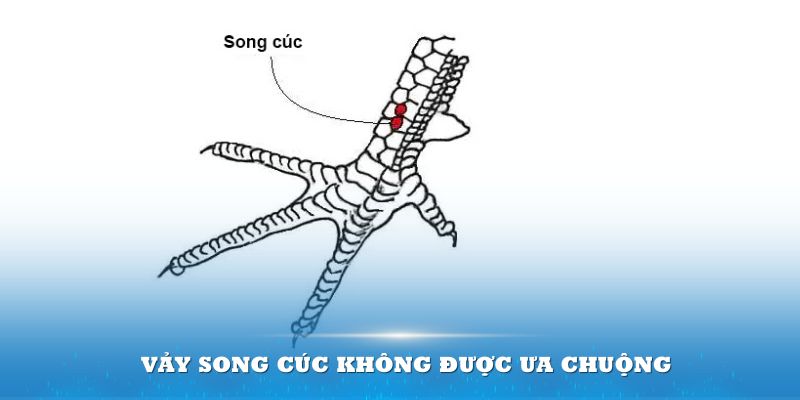 Vảy song cúc hầu hết không được nhiều người ưa chuộng